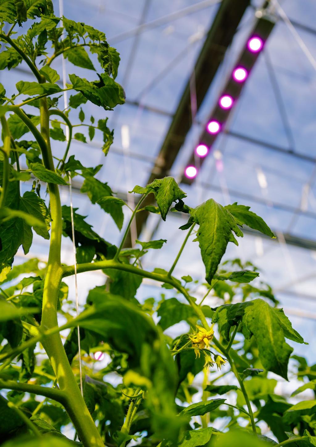 POMIDOR & STRONG RED LED COB plantalux.pl 11 Pozytywny wpływ dalekiej czerwieni w spektrum lamp LED został już niejednokrotnie udowodniony.