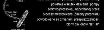 Komputer Mózg Jednostki obliczeniowe CPU 5 - neuronów Jednostki pamięci 9 bitów RAM neuronów bitóa dsku 4 połączeń Czas operacji -8 s -3 s Czas transmisji 9 bitów/s 4 bitów/s Liczba aktwacji/s 5 4