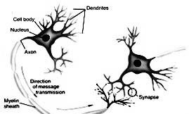 pobudzenie neuronu