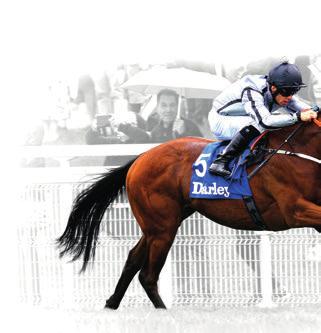 PSRA Licence No: 0018 Goffs Sportsman s Sale is renowned for high quality commercial yearlings and two year old types.