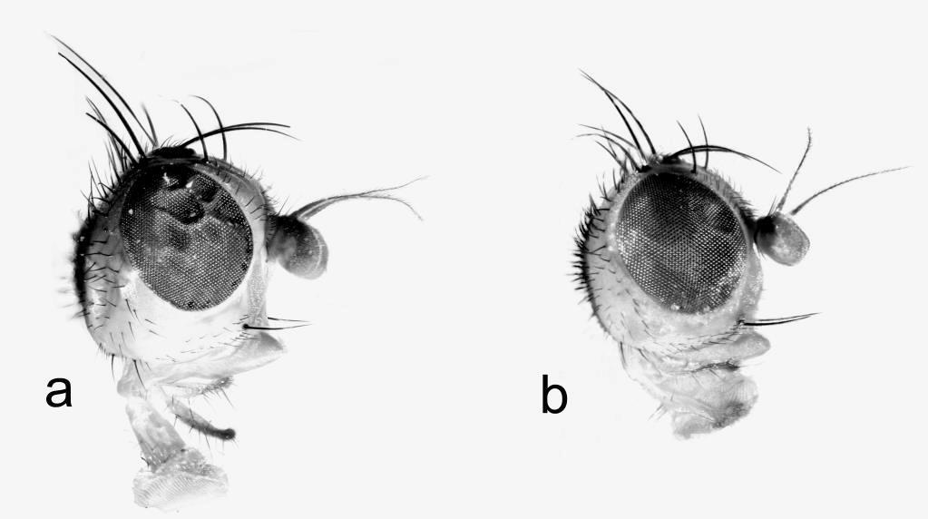 RYC. 1. Głowa: a - S. mikii; b - S. bicolor. FIG. 1. Head: - S. mikii; b - S. bicolor. KLUCZ DO OZNACZANIA GATUNKÓW GRUPY GATUNKOWEJ BICOLOR 1.
