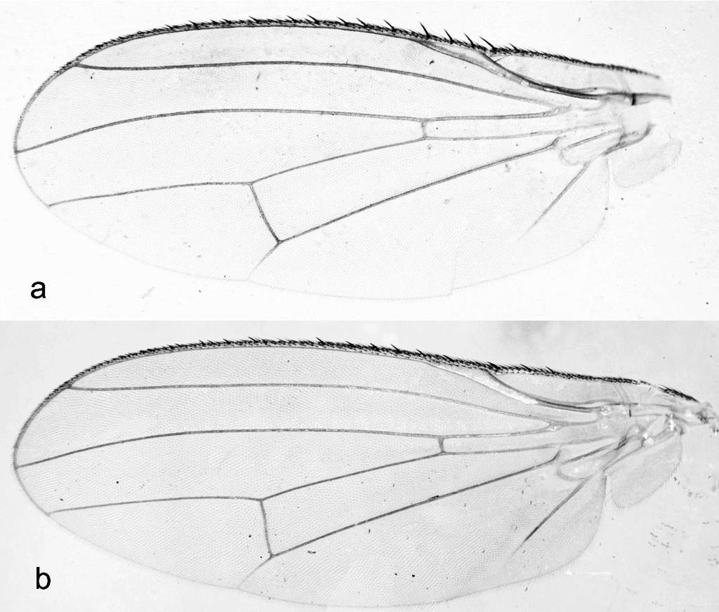 RYC. 2. Skrzydło: a- S. mikii; b - S. bicolor. FIG. 2. Wing: a- S. mikii; b - S. bicolor. RYC. 3.