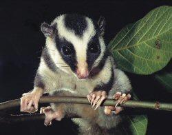 (www.iucnredlist.org).