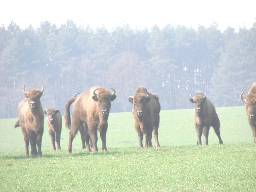 WIELKOŚĆ