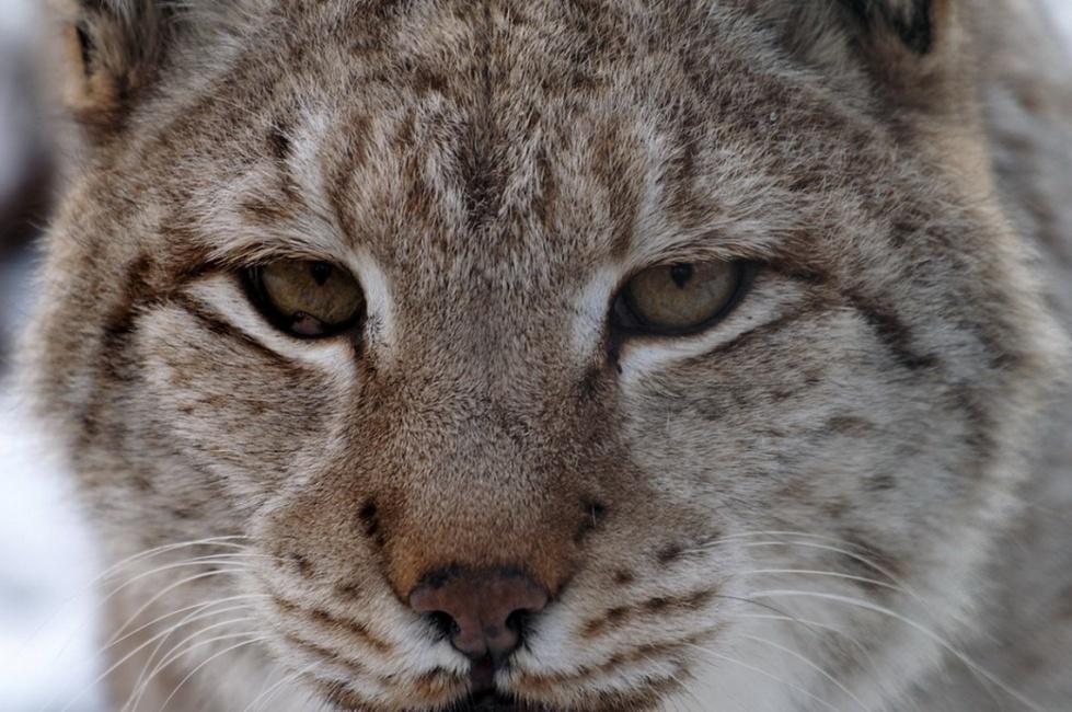 Ryś Lynx lynx Dr hab.