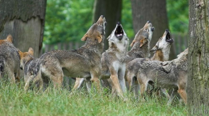 Wilk Canis lupus Celem jest diagnoza aktualnego stanu oraz
