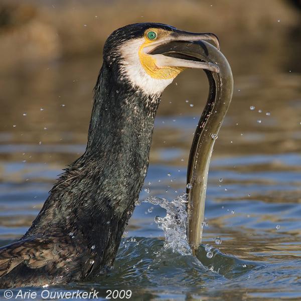 Kormoran czarny Phalacrocorax carbo Dr Szymon Bzoma Phalacrocorax carbo Odbyło się liczenie par lęgowych we
