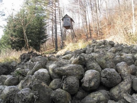 5) Unikanie habituacji i warunkowania pokarmem.