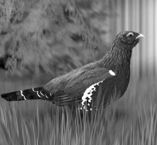 GŁUSZEC TETRAO UROGALLUS Aktualnie w Polsce głuszec żyje w 4 izolowanych populacjach (Puszcza Augustowska, Lasy Janowskie z