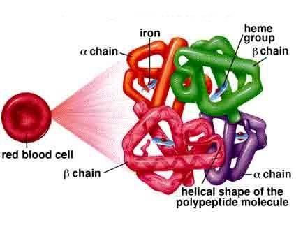 Prawidłowa hemoglobina Prawidłowe hemoglobiny u dorosłych: HbA α2β2: 96% 98% HbA2 α2δ2: 1.5% 3.2% HbF α2γ2: 0.5% 0.