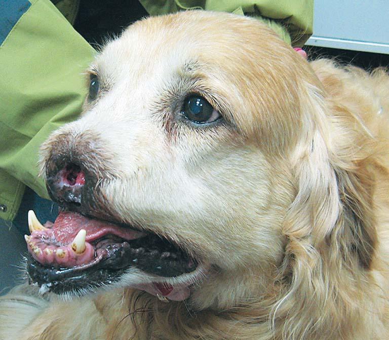 64 Biuletyn DIL-Wet. 29, Nr 1 (113), 2019 Ryc. 3. Golden Retriever po wygojonej amputacji lusterka nosowego wraz z marginesem w zwi¹zku z rozpoznaniem SCC.