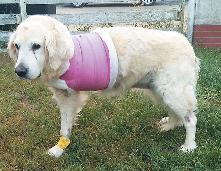 Biuletyn DIL-Wet. 29, Nr 1 (113), 2019 65 Ryc. 5 Suczka Golden Retriever po amputacji lewej koñczyny piersiowej w zwi¹zku ze zdiagnozowaniem kostniakomiêsaka w obrêbie kości przedramienia.