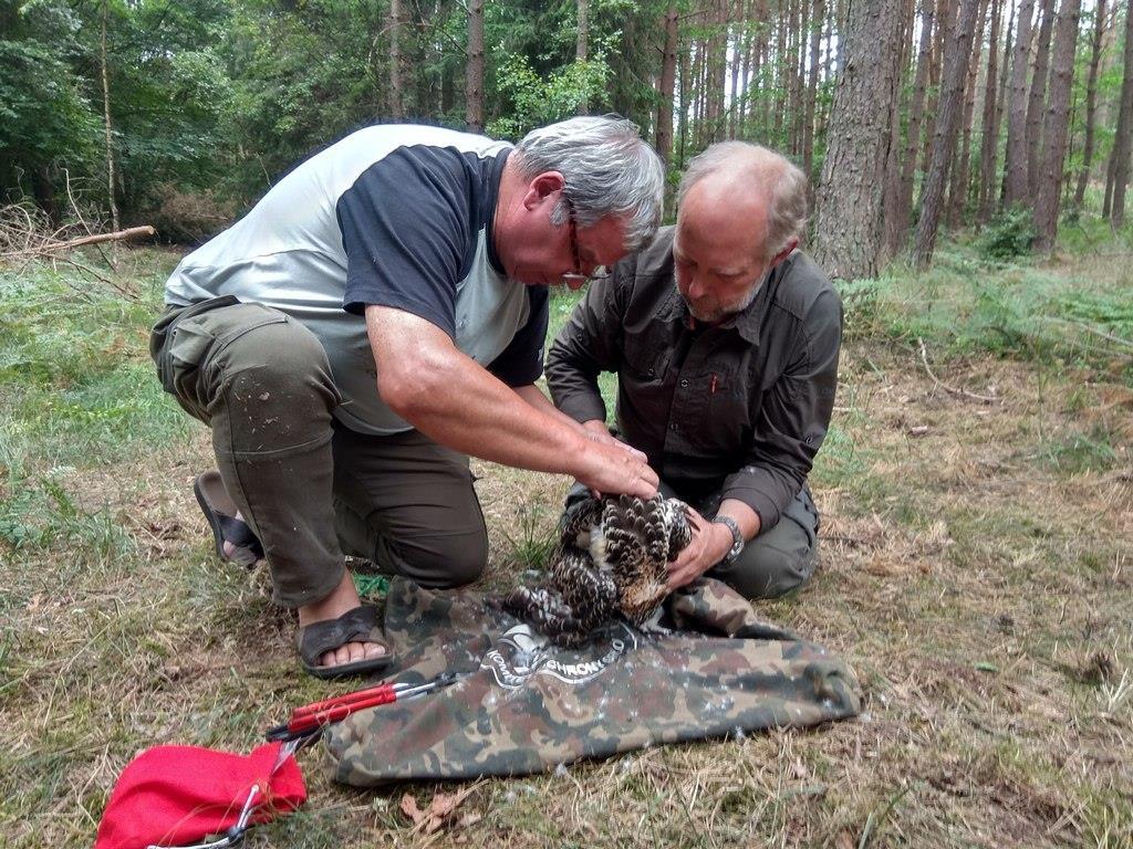 wyposażane w nadajniki. Cała czynność trwa około 1 godziny.
