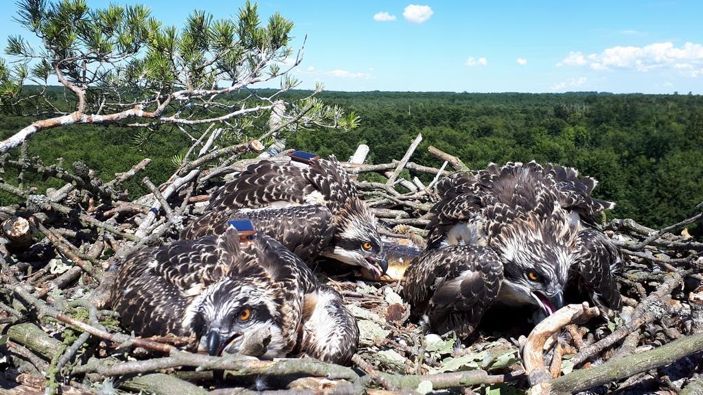 2 najstarsze pisklęta z trzech w lęgu z nadajnikami w