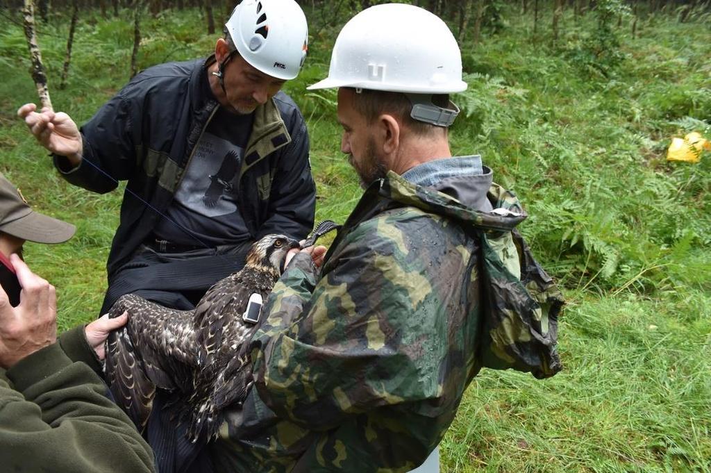 Technika montażu nadajników Nadajniki umieszczane są na plecach za pomocą teflonowych taśm