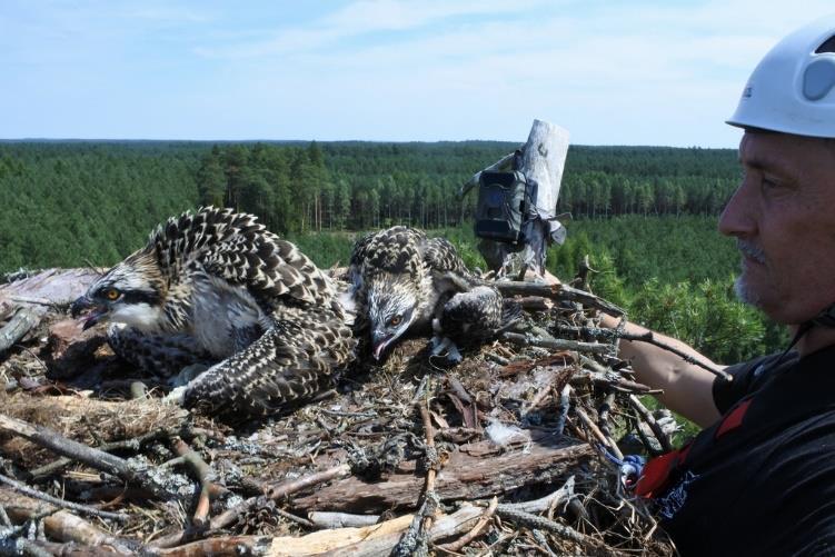 Upadki 2 młodych nastąpiły w 3 i 7 dniu od założenia nadajników.