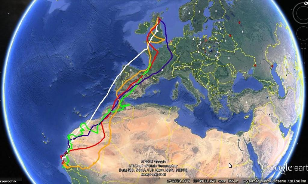 Trasy migracji 5 rybołowów ze Szkocji na zimowiska do Afryki Zachodniej.
