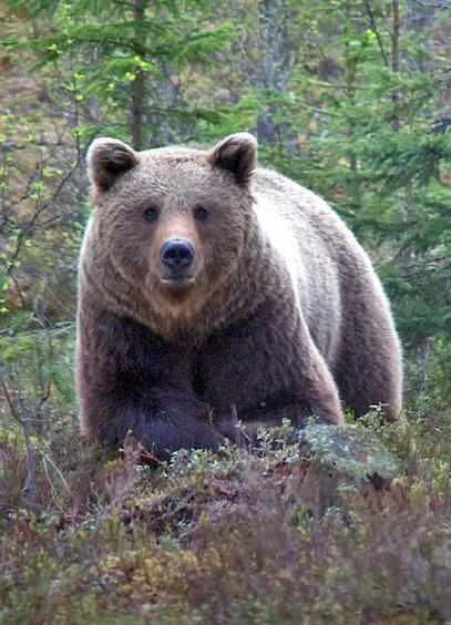 Pytanie 1 Ile procent powierzchni Finlandii zajmują lasy?