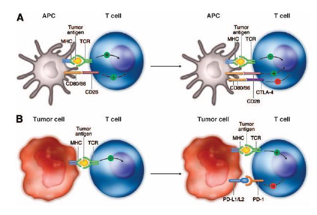 IMMUNOTERAPIA * Palucka,