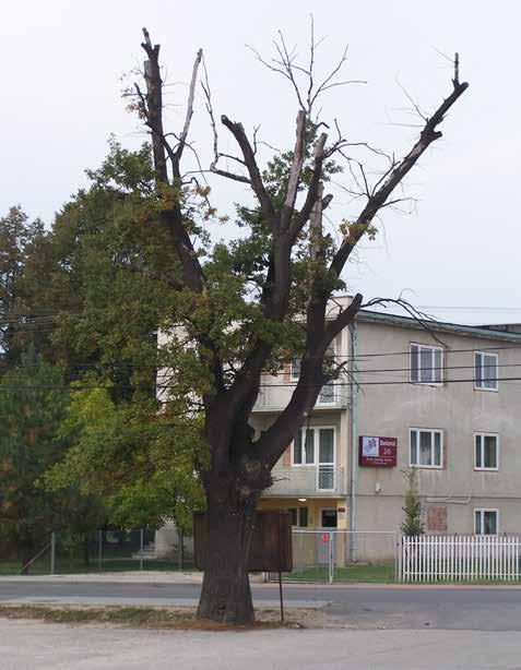 Dąb rosnący na placu przy Domu Strażaka Ochotniczej Straży Pożarnej w Wadowicach Górnych. Fotografia wykonana 1 października 2006 r. Fot. Witold Sito. W książce J.