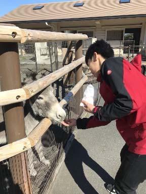 ~ blisko zwierząt ~ Możesz nakarmić osła, świnię lub lemura katta! Uwaga: pokarm należy kupić w sklepiku przed wejściem do zoo.