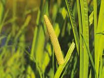 Rośliny zawarte w tabeli Tatarak zwyczajny (Acorus calamus) Wysokość docelowa: od 50 do 120 cm Stanowisko: słoneczne Głębokość sadzenia: woda do 30 cm Zastosowanie: oczyszczalnie korzeniowe, strefy