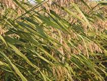 Trzcina pospolita (Phragmites australis) Wysokość docelowa: od 150 do 300 cm Stanowisko: słoneczne Głębokość sadzenia: woda do 100 cm Zastosowanie: ekspansywna roślina rozrastająca się przy pomocy