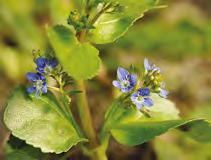 Przetacznik bobowniczek (Veronica beccabunga) Wysokość docelowa: od 5 do 30 cm Stanowisko: słoneczne, półcień, cień Głębokość sadzenia: woda od 0 do 20 cm Zastosowanie: szybko rosnąca bylina o
