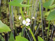 Tojeść rozesłana (Lysimachia nummularia) Wysokość docelowa: od 10 do 50 cm Stanowisko: słoneczne, półcień, cień Głębokość sadzenia: woda od 0 do 30 cm Zastosowanie: roślina okrywowa z pędami długości