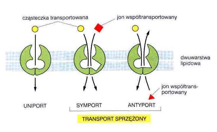 politopowe wiążą substrat we wnętrzu transbłonowych