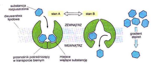 konformacji ( miejsce wiązania substratu odsłonięte