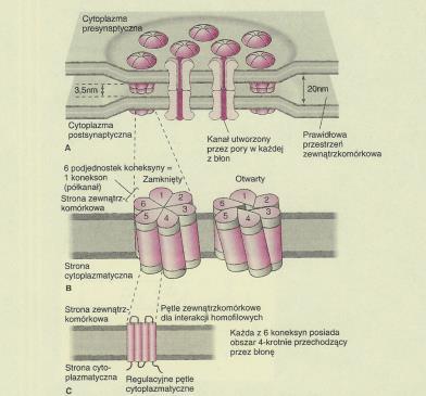 cząsteczki < 5kDa 0,3nm 10 9 H 2 O/sek 1986 -