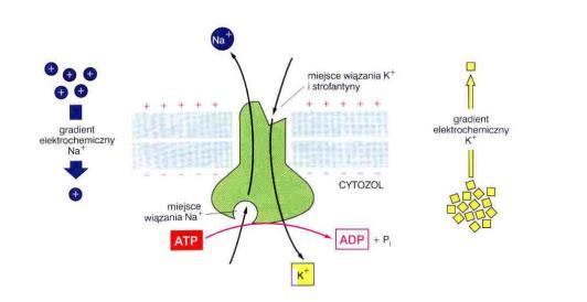 Rodzina ATP-az (typu P) pompa sodowo-potasowa Transport aktywny Model działania