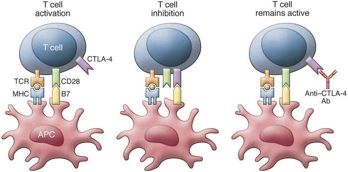 Immunoterapia Pierwszym przeciwciałem monoklonalnym ukierunkowanym na cząsteczkę CTLA-4, które zostało zarejestrowane w onkologii jest ipilimumab.