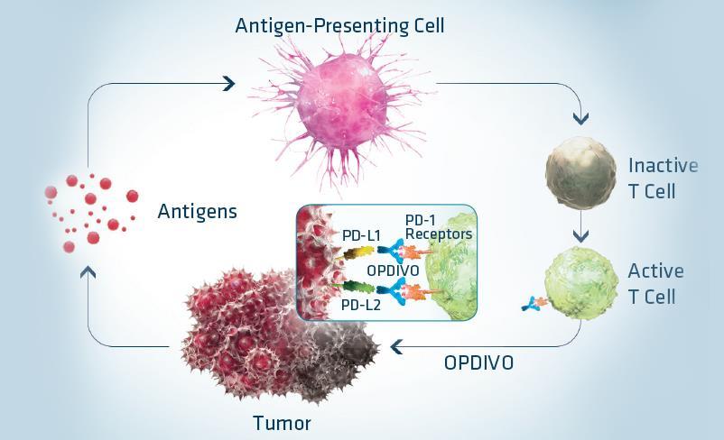 Niwolumab i pembrolizumab Nivolumab i pembrolizumab są przeciwciałami klasy IgG4 ukierunkowanym przeciwko receptorowi PD-1.