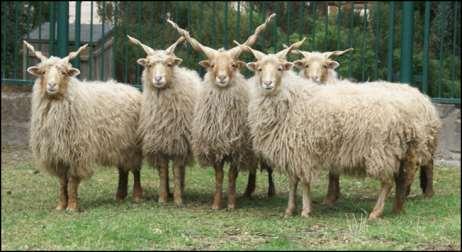 S. Némethy, The Balaton Museum Touristic Product and Landscape... Figure 17. The Hungarian Racka sheep Source: https://hu.wikipedia.