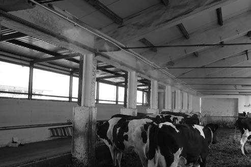310 A. Kaczor i in. Fot. 2. Grupa doświadczalna II (DII) wyposażona w wentylatory sufitowe i urządzenie do zamgławiania powietrza Fig. 2. Experimental group II (DII) barn equipped with ceiling fans and mist sprayer Wykonano następujące badania i pomiary: pomiary mikroklimatu powietrza w oborach.