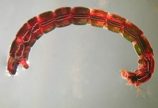 40 Alergia Astma Immunologia 2019, 24 (2): 39-43 chorób, ale ich ślina może być silnie toksyczna i po ugryzieniu, częściej niż w przypadku komarów, powoduje silne obrzęki i zaczerwienienia, a nawet