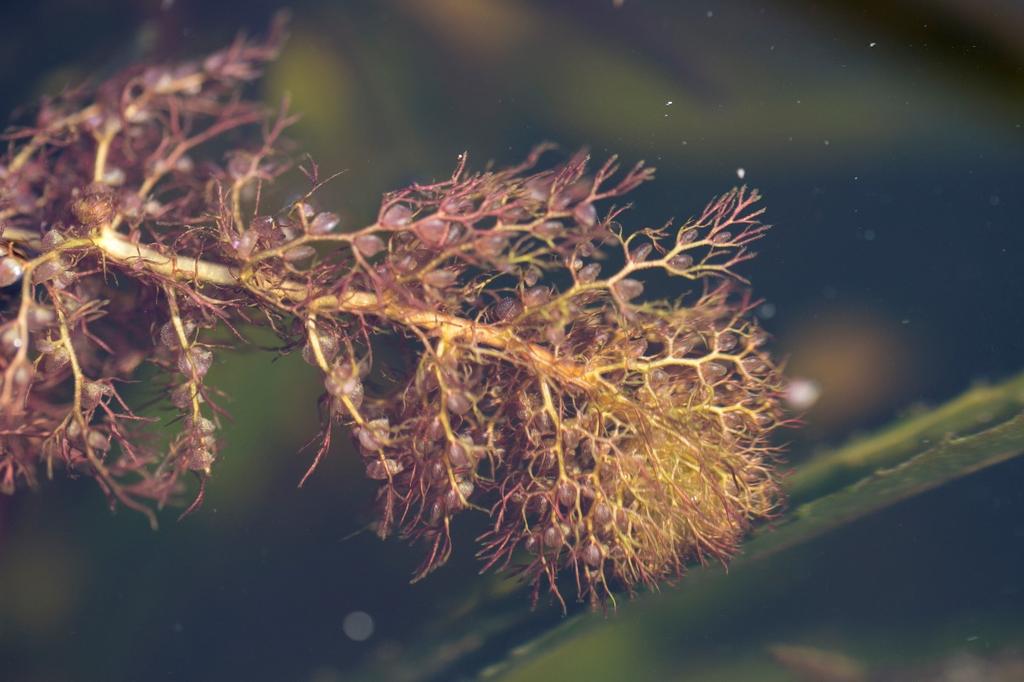 szerokolistna Typha latifolia, rzęsa trójrowkowa Lemna trisulca, pływacz