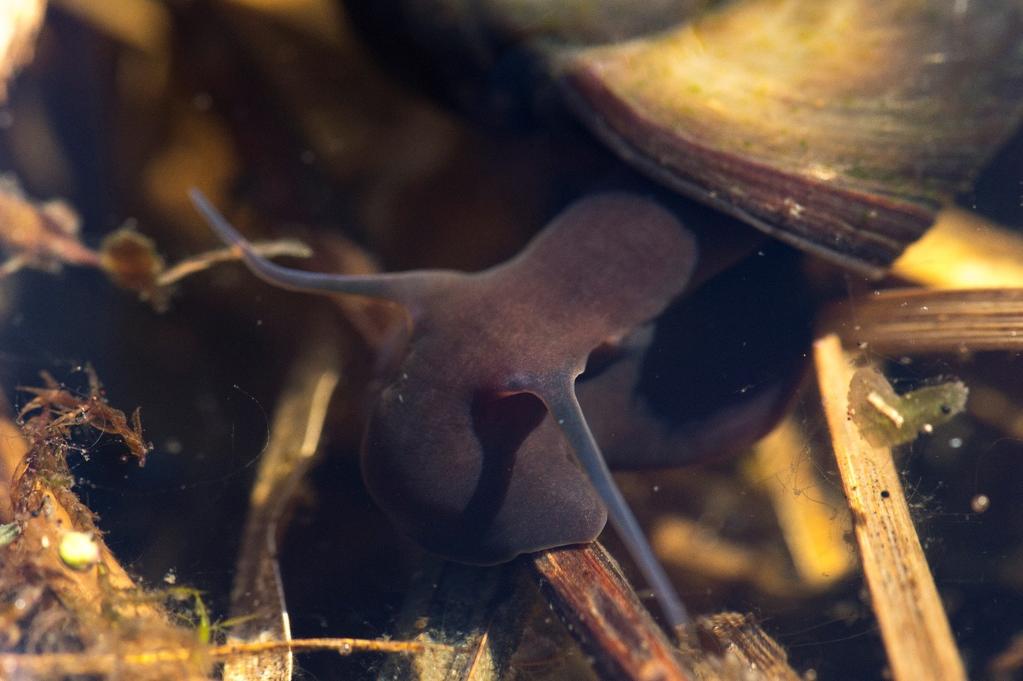 3. Fauna Bogata szata roślinna starorzecza wpływa pozytywnie na różnorodność zamieszkujących je zwierząt.