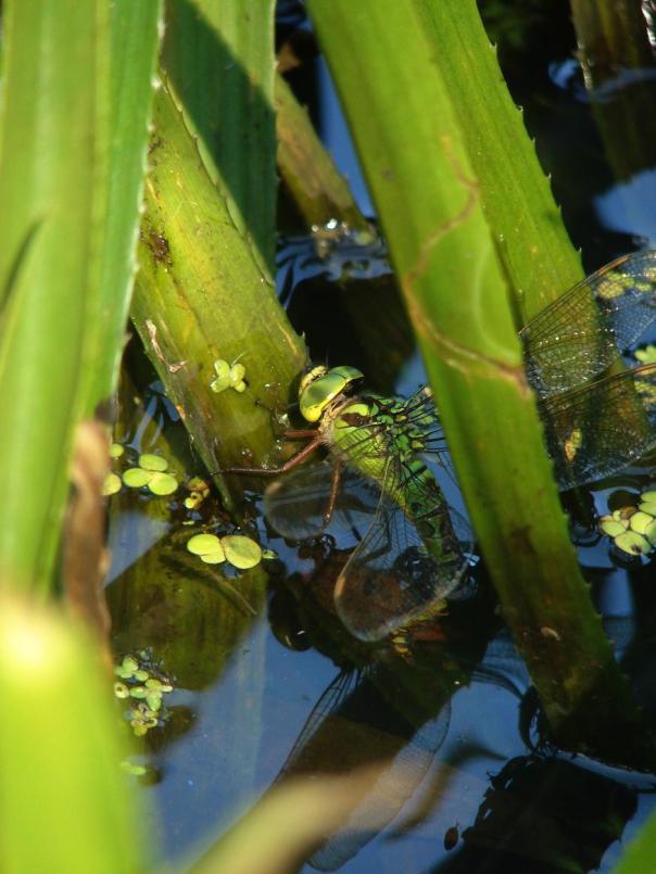 Fot. 2. Wylinka żagnicy zielonej Aeshna viridis na liściu osoki aloesowatej Stratiotes aloides, 20.07.