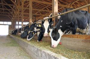 https://www. Proces fermentacji żwaczowej wpływa na ilość, skład mleka oraz na zdrowie krowy. Kwas octowy i masłowy są niezbędne w tworzeniu tłuszczu mleka.