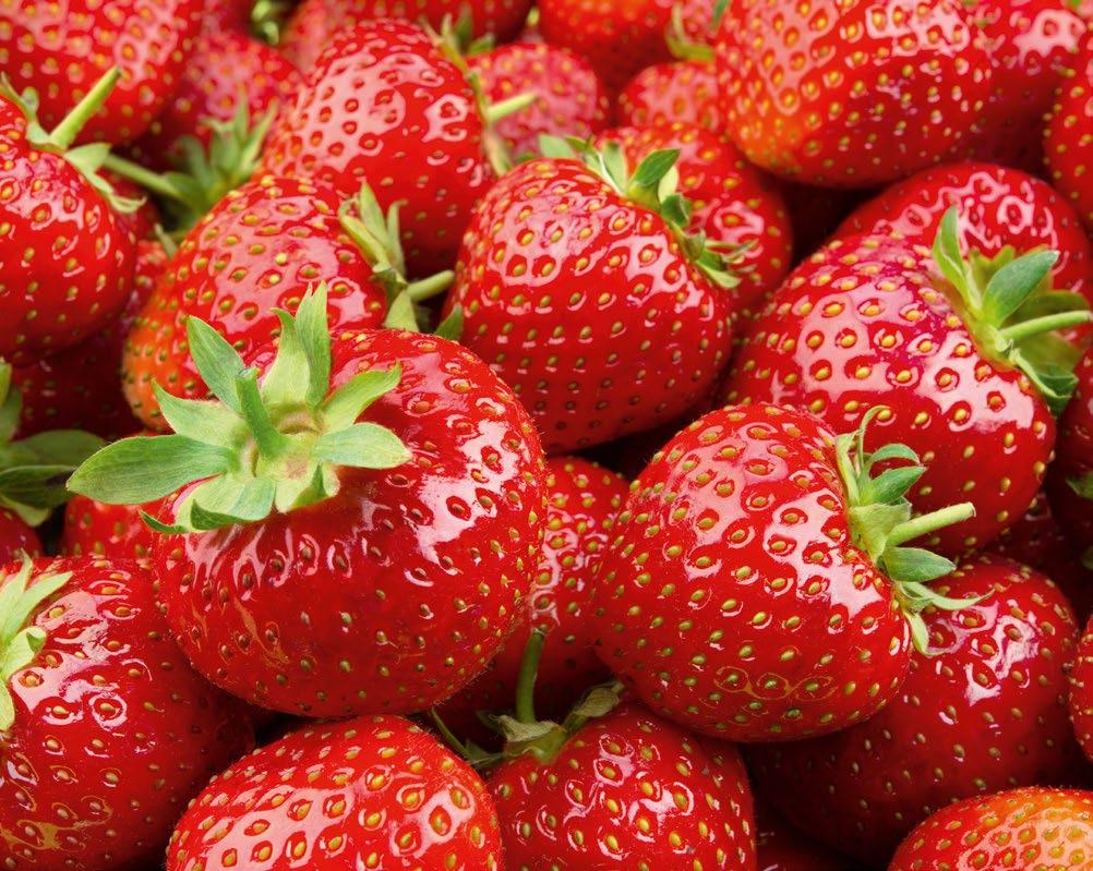 PODŁOŻA Z WŁÓKNA KOKOSOWEGO FLAGOWY PRODUKT CERES Jesteśmy pierwszym i jedynym producentem podłoży na bazie włókna kokosowego na taką skalę w Polsce.