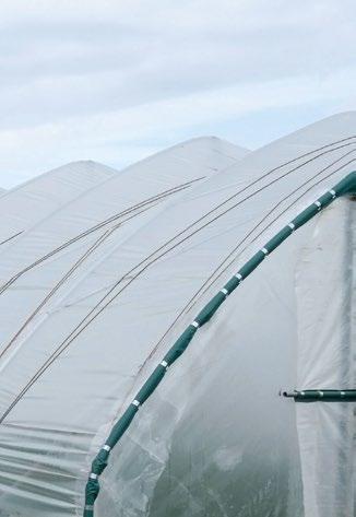 SYSTEM KLIPSÓW BATO W naszej ofercie dostępne są systemy renomowanej holenderskiej firmy BATO specjalizującej się w produkcji wielu rodzajów spinek, haków i zawieszek do pomidorów, ogórków, papryki,