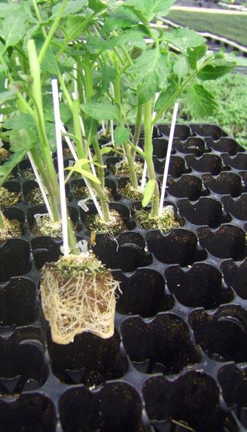 NAWOZY DŁUGO DZIAŁAJĄCE Nawozy długo działające serii HORTIFORM polecane są do produkcji i przygotowywania podłoży ogrodniczych w produkcji szkółkarskiej drzew, krzewów i bylin, a także