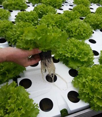 HORTIFORM jest efektywny, dzięki czemu ogólny koszt pielęgnacji roślin jest niższy. Plantacote wyznacza nowe standardy wśród nawozów o kontrolowanym działaniu.