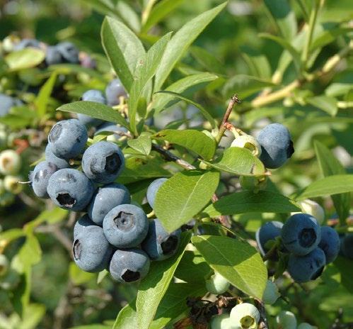 frezowanego, różnych frakcji proponowanych do produkcji m.in.