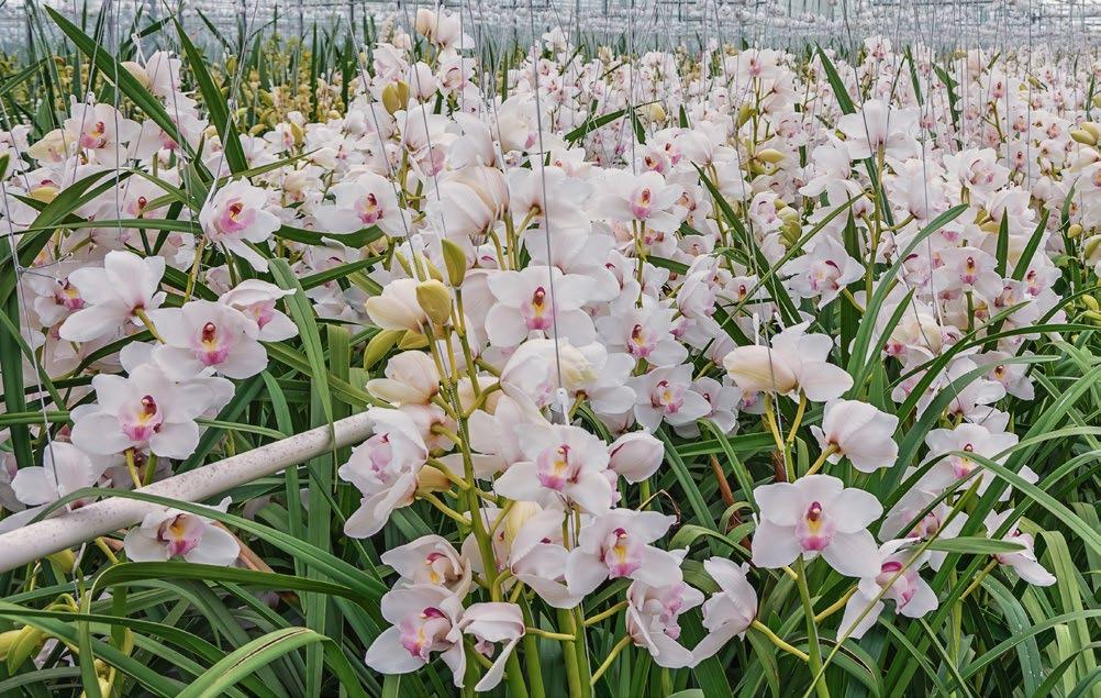 PRODUKTY CERES NA RYNKU HOBBY ŚRODEK DO DEZYNFEKCJI ECODES 50 ZIELONA PLANETA to świetne podłoże do iglaków, borówki amerykańskiej, pelargonii, roślin zielonych i do storczyków.