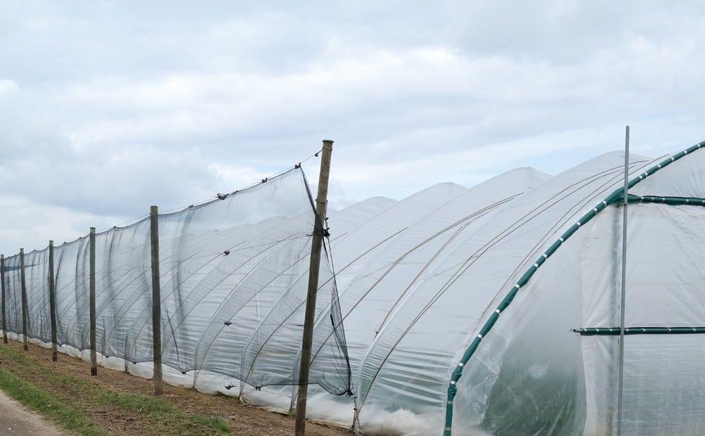 stabilizacją na działanie promieniowania UV, co daje możliwość zastosowania nawet w najtrudniejszych warunkach. Polecana na plantacje borówki amerykańskiej, malin i jeżyn.