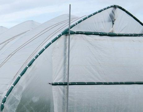 Różny procent dyfuzji światła pomaga dobrać właściwą folię dla poszczególnych upraw i terminu owocowania. Folie różnych szerokości dostosowujemy do potrzeb klienta, tnąc je na zamawiane długości.